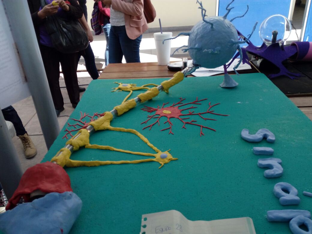 Modelo plástico de una neurona