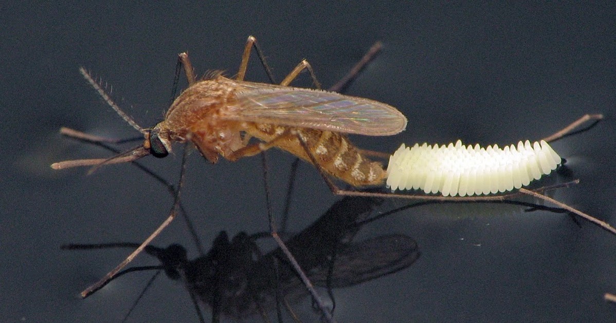 Imagen de mosquito Culex poniendo huevecillos