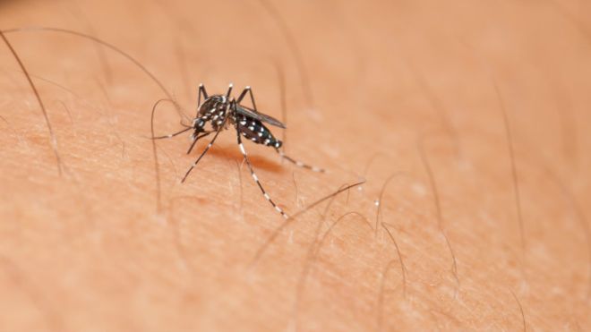Imagen de un mosquito sobre la piel de un hombre