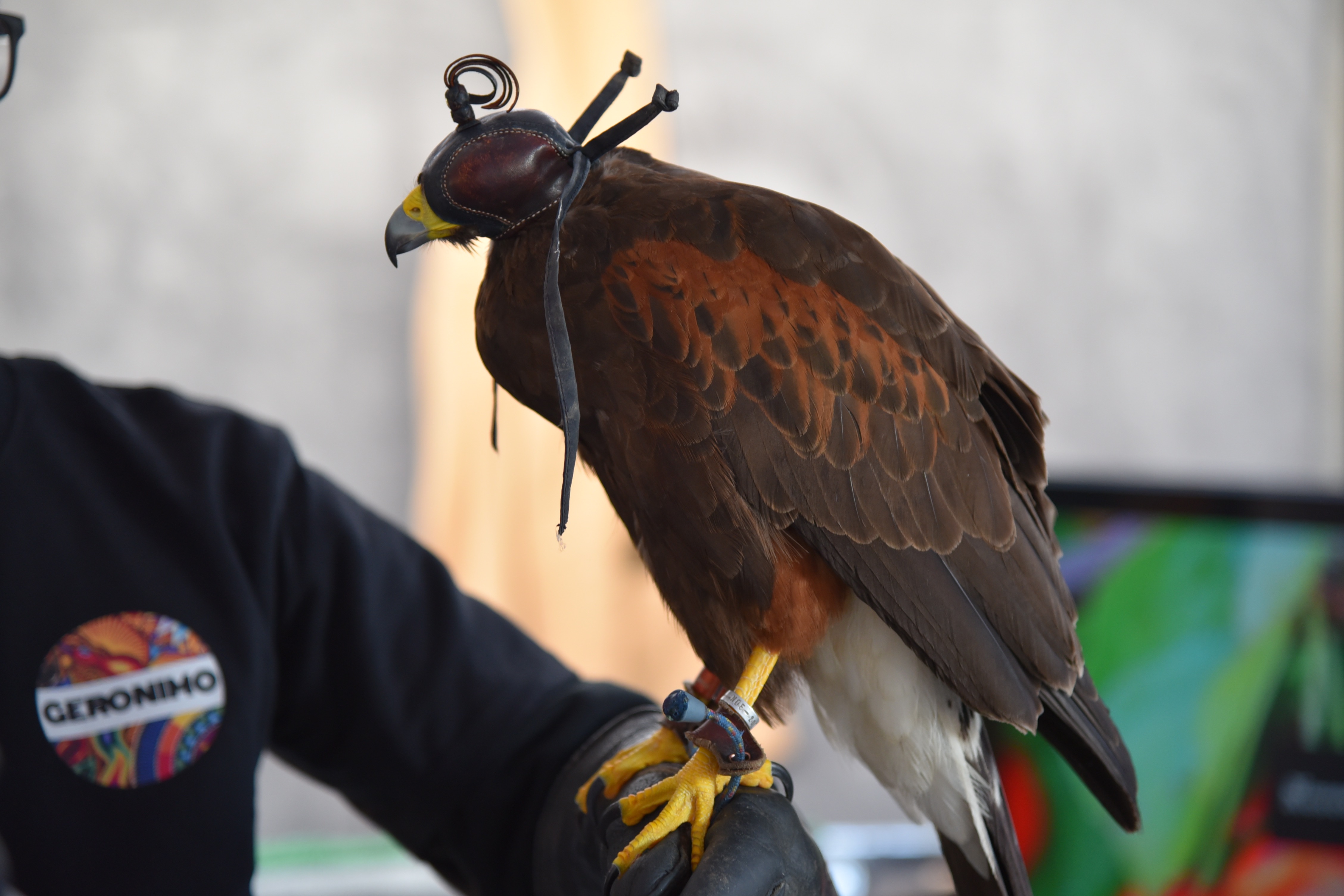 Halcón del proyecto Rapto