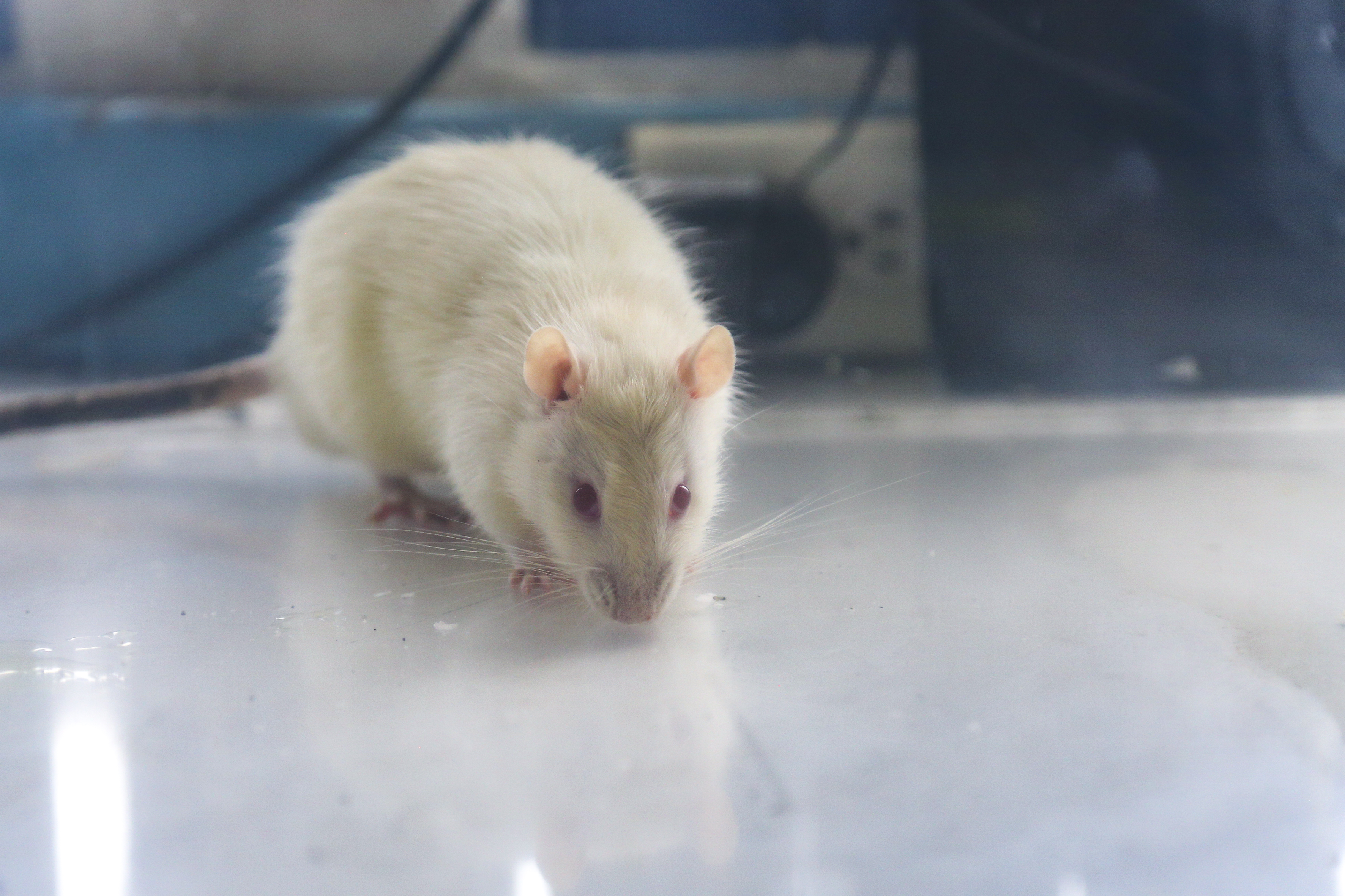 Rata en cámara de laboratorio