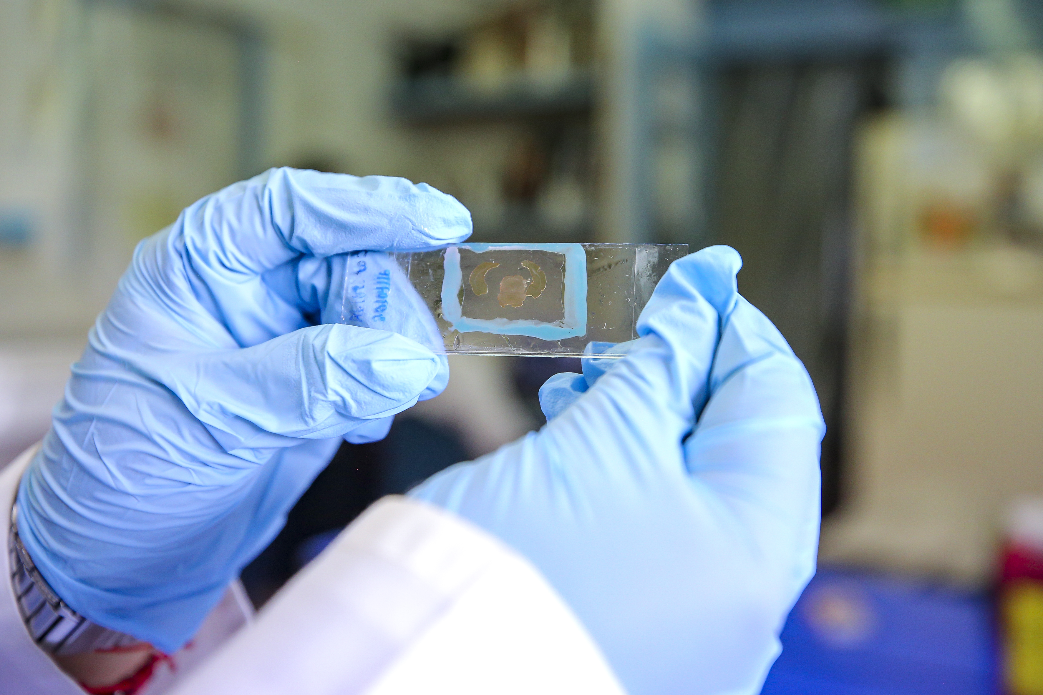 Laminilla de laboratorio sostenida por manos de un investigador