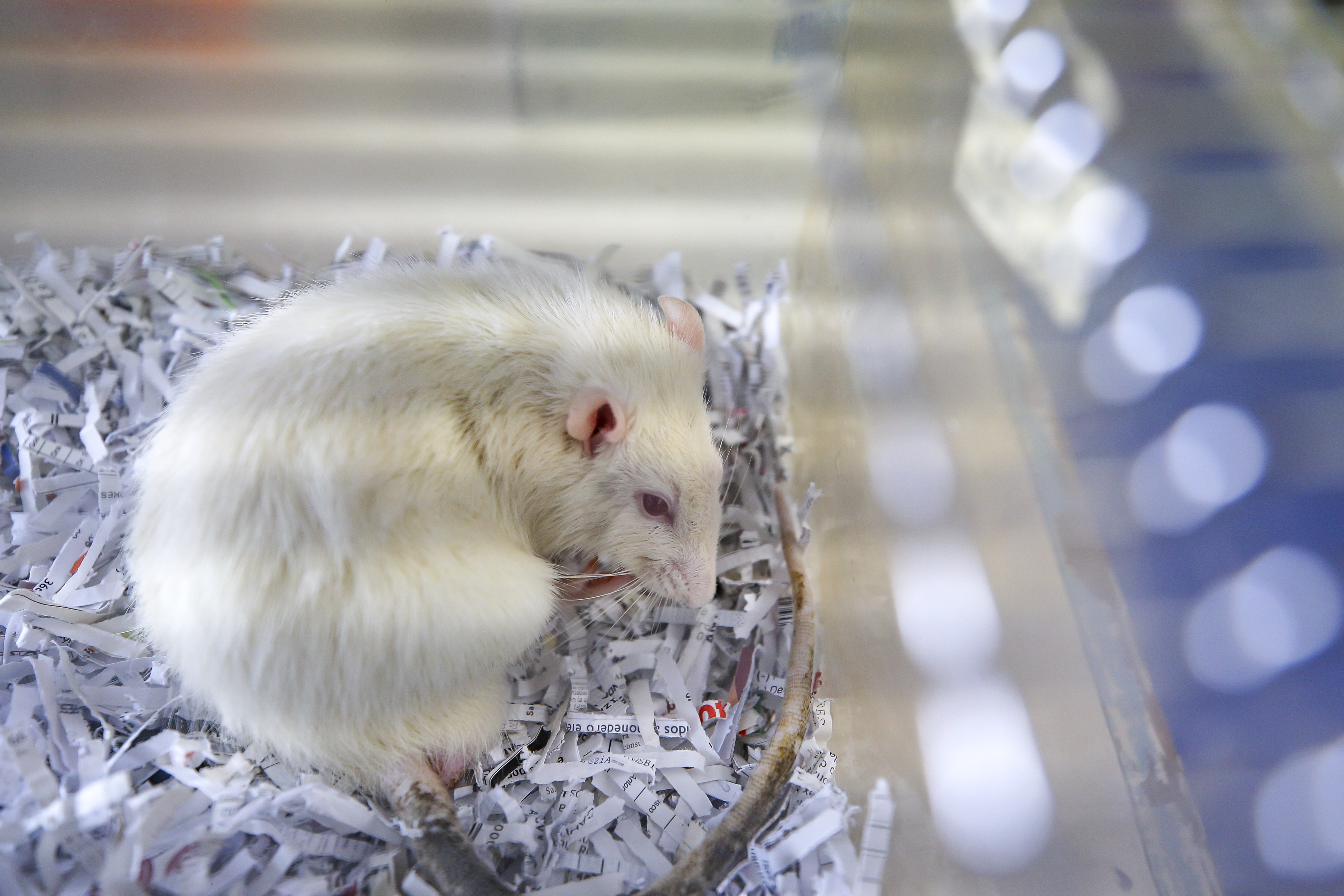 Rata en cámara de laboratorio